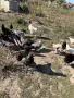 Домашни кокошки, снимка 1