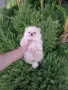 Мини момченце. Померан., снимка 8
