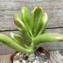 Crassula ovata ‘Hobbit Sunset’, снимка 2