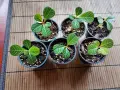Euphorbia leuconeura , снимка 1