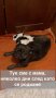 Породисти кученца Френски булдог, снимка 1 - Френски булдог - 42818511
