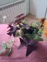 Стайни цветя - 5 вида, снимка 3
