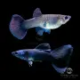 Гупи Синя Московска и Albino Blue Topaz, снимка 3