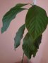Авокадо (Persea americana), снимка 2