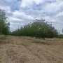 Продавам градински орех , снимка 3