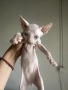 котенца канадски сфинкс женски и мъжки, снимка 2