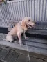 Свободни кученца за ТРЮФЕЛИ., снимка 4