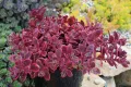 Седум Горски Пожар, Sedum SunSparkler Wildfire , снимка 3
