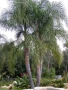 Кокосова Палма, снимка 4