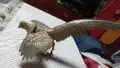 голям бронзов фазан, снимка 10
