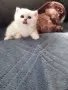 ТОП КОТЕНЦА НА ТОП ЦЕНА, снимка 10
