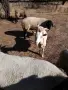 Продавам кози и коч, снимка 6