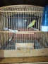 продавам канар., снимка 3
