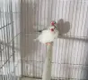 Двойка Остроопашати , снимка 2