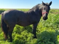 Кобила кон коне, снимка 3