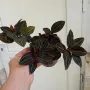 стайни цветя и комплекти, снимка 5