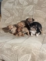 мини чиху пинчер , снимка 10
