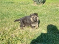 малки немски овчарки, снимка 2