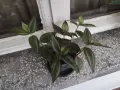 Традесканция 2 €, снимка 4