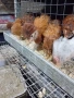Кокошки ярки, уоман барун, бял легхорн и спербек пилета от селски кокошки, снимка 8