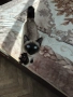 Продавам сиамски котенца, снимка 4