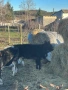 Свободни телета. 7лв за кг. Живо тегло, снимка 2