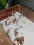 Джак ръсел териер, снимка 2
