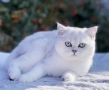 КОТЕНЦА МЕЧТА., снимка 9