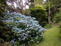 Синя Хортензия, Hydrangea  Blue Deckle, снимка 2