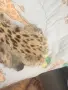 Естествена Леопард кожа , снимка 3