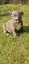 Топ Американско були покет American bully , снимка 3