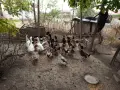 Продавам домашни патици, снимка 1