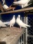 Гълъби високолетачи ПАЗАРДЖИШКИ!, снимка 10