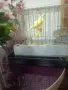  ПРОДАВА СЕ КАНАР МЪЖКИ!, снимка 9