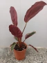 Калатея Розеопикта , снимка 2