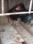 Декоративни кокошки, снимка 5