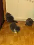 Персийски котенца, снимка 11