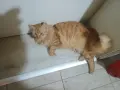 малки котенца подарявам, снимка 1