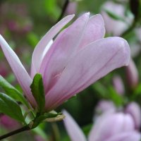 Магнолия Пинки,  Magnolia Pinkie, снимка 4 - Градински цветя и растения - 40173369