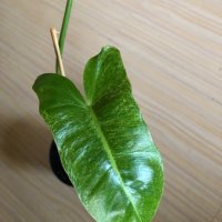 Philodendron Paraiso Verde , снимка 3 - Стайни растения - 42693250