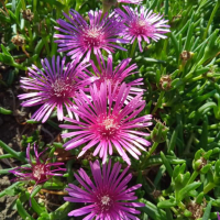 Долосперма -лилава, снимка 3 - Градински цветя и растения - 44731852
