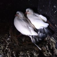 Продавам гълъби бемкалий палбелий поморийски пазарджишки млади бели гълъби за свадба, снимка 5 - Гълъби - 33750811