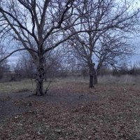 Орехови дървета за отсичане и изкупуване за материал, снимка 6 - Маси - 44356943