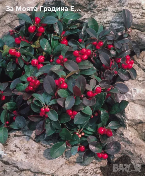 Гаултерия, снимка 1