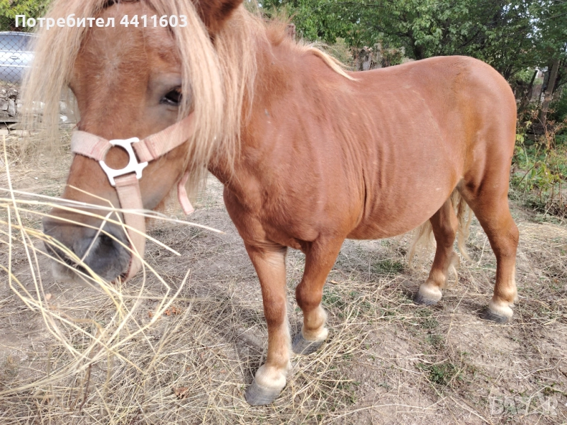 Мъжко Пони, снимка 1