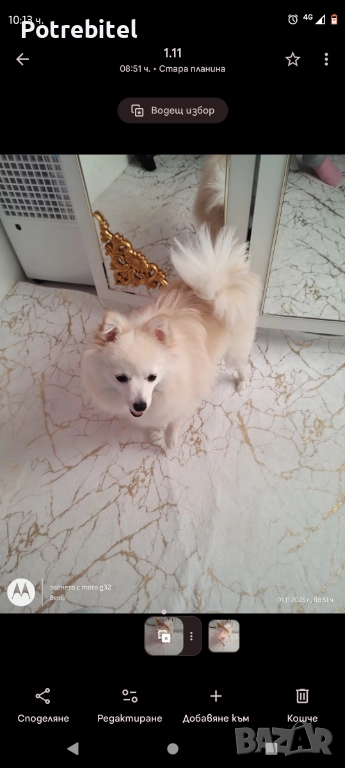 Мини шпиц Подарява се, снимка 1