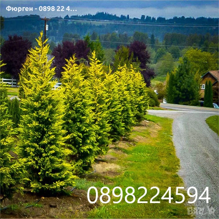 Кипарис Лейланди „Gold Rider“ (Златен ездач) Cupressocyparis leylandii ‘Gold Rider’, снимка 1