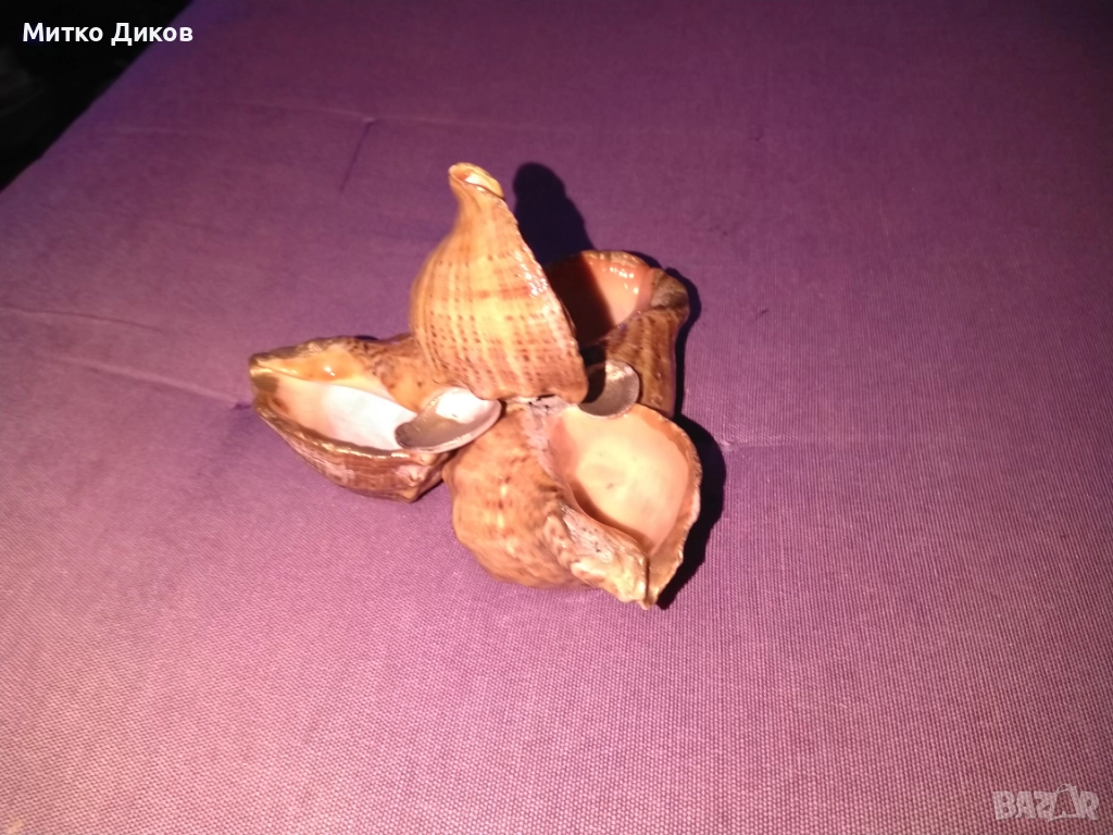 Пепелник от рапани нов става и за сувенир, снимка 1