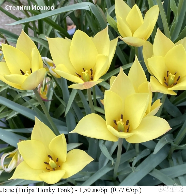 Лале (Tulipa 'Honky Tonk') - луковици, снимка 1