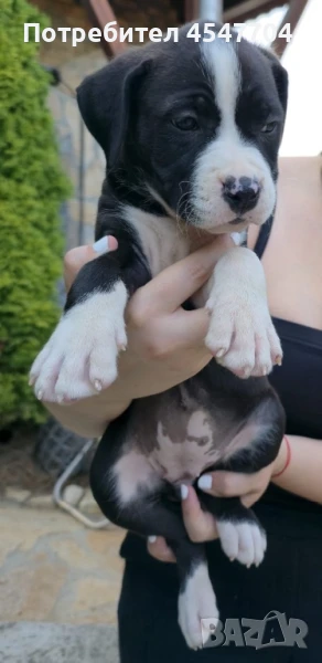 Американски Стафордширски Териер, снимка 1